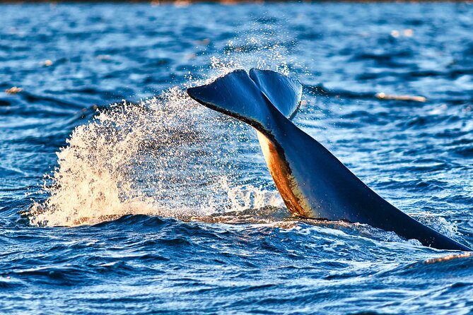 Whale safari with Puffins and Muffins (Andøy, Vesterålen) - Bleik Canyon Time on the Water: What You’re Actually Doing