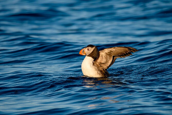 Whale safari with Puffins and Muffins (Andøy, Vesterålen) - Price and Value: Is $205.13 Fair for a 3.5 Hour Whale Safari?