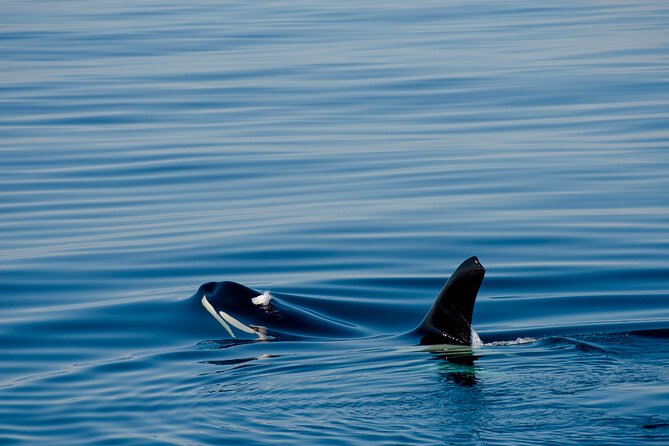 Whale safari with Puffins and Muffins (Andøy, Vesterålen) - Timing, Meeting at Bleik Marina, and What a Smooth Trip Needs