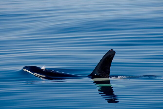 Whale safari with Puffins and Muffins (Andøy, Vesterålen) - Who Should Book This Whale Safari in Andøy and Vesterålen?