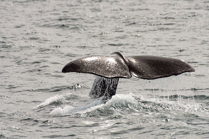 Whale safari with Puffins and Muffins (Andøy, Vesterålen) - The Weather Reality: When Plans Change, You Still Have Options