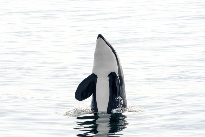 Whale safari with Puffins and Muffins (Andøy, Vesterålen) - Should You Book It?