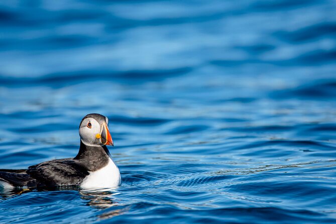Whale safari with Puffins and Muffins (Andøy, Vesterålen) - Getting Close on a Small Boat: Great for Photos, Real for Your Body