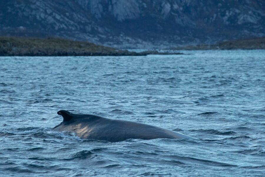 Whale Watching RIB Safari at Skjervøy - Key things I think you should know before you go