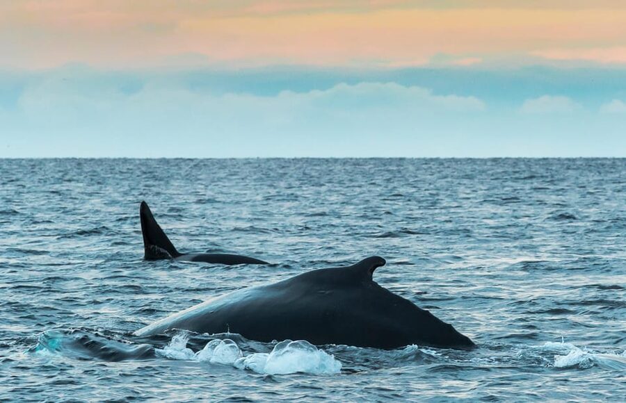 Whale Watching RIB Safari at Skjervøy - Why the included Arctic gear is more than a checkbox