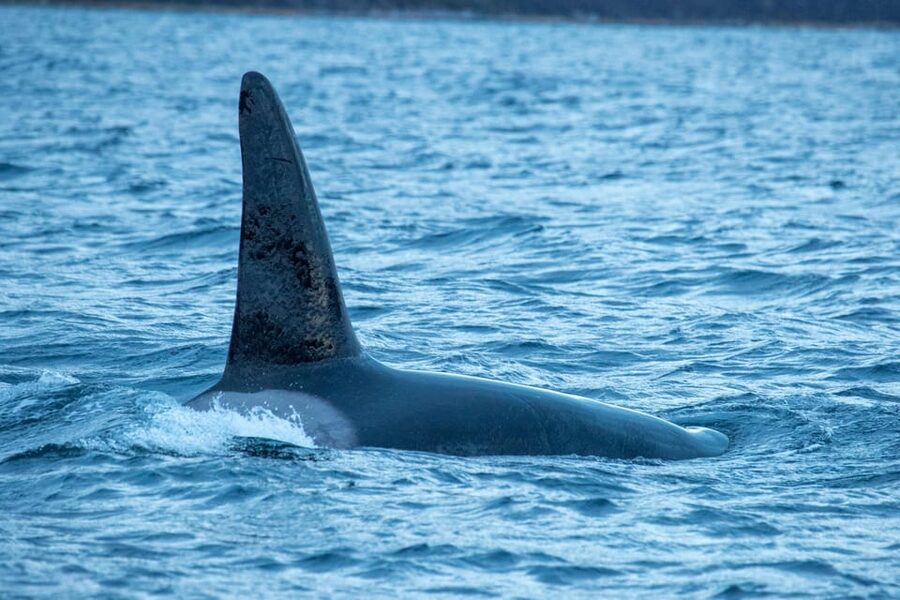 Whale Watching RIB Safari at Skjervøy - Food, timing, and the pacing of your day