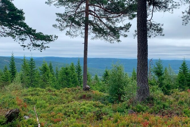 Wildlife Forest Hike - Hytte time at Skjennungenstua and Ullevålseter