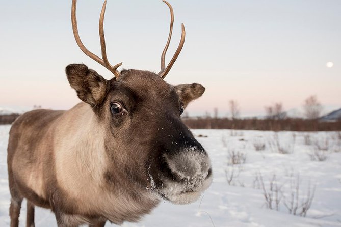 Winter Fjord Road Trip with Wandering Owl - Kvaløya in winter: why this road trip works