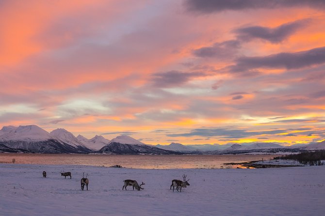 Winter Fjord Road Trip with Wandering Owl - The wildlife study angle, and the reindeer factor