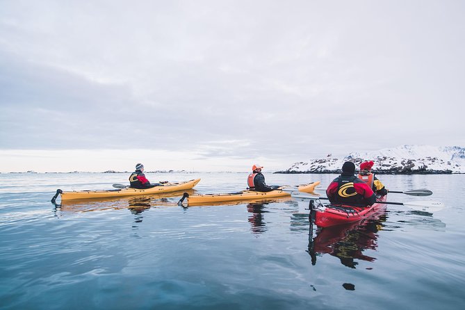 Winter Half Day Kayak Tour - The paddle plan: calm water, winter routes, and wildlife chances